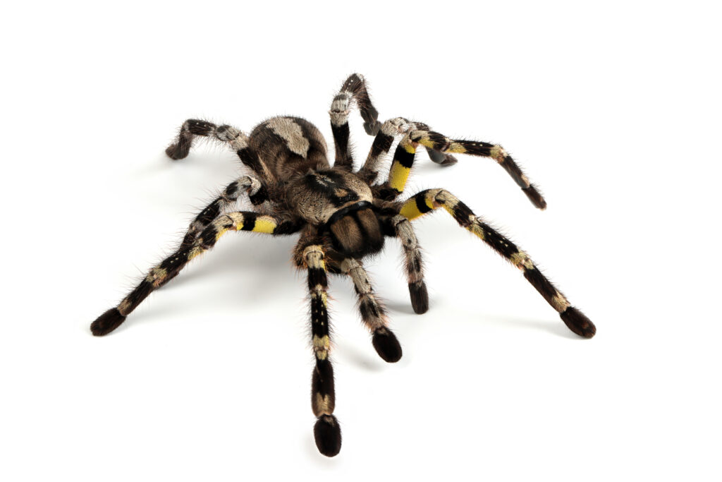 poecilotheria-regalis-tarantula-isolated-white-background-regalis-tarantula-closeup-white-background